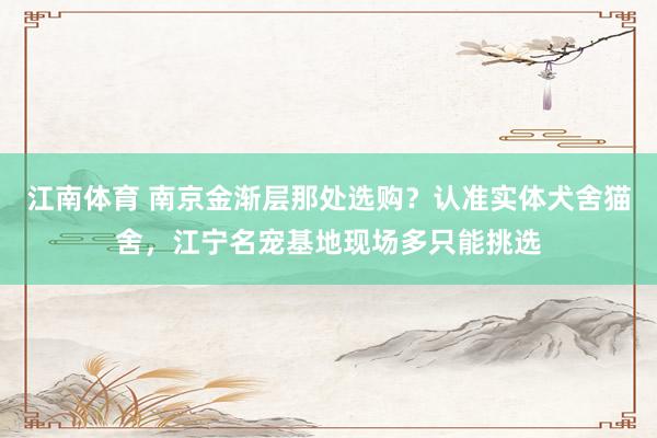江南体育 南京金渐层那处选购？认准实体犬舍猫舍，江宁名宠基地现场多只能挑选