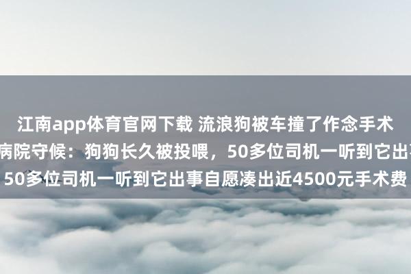 江南app体育官网下载 流浪狗被车撞了作念手术，十几位出租车司机在病院守候：狗狗长久被投喂，50多位司机一听到它出事自愿凑出近4500元手术费